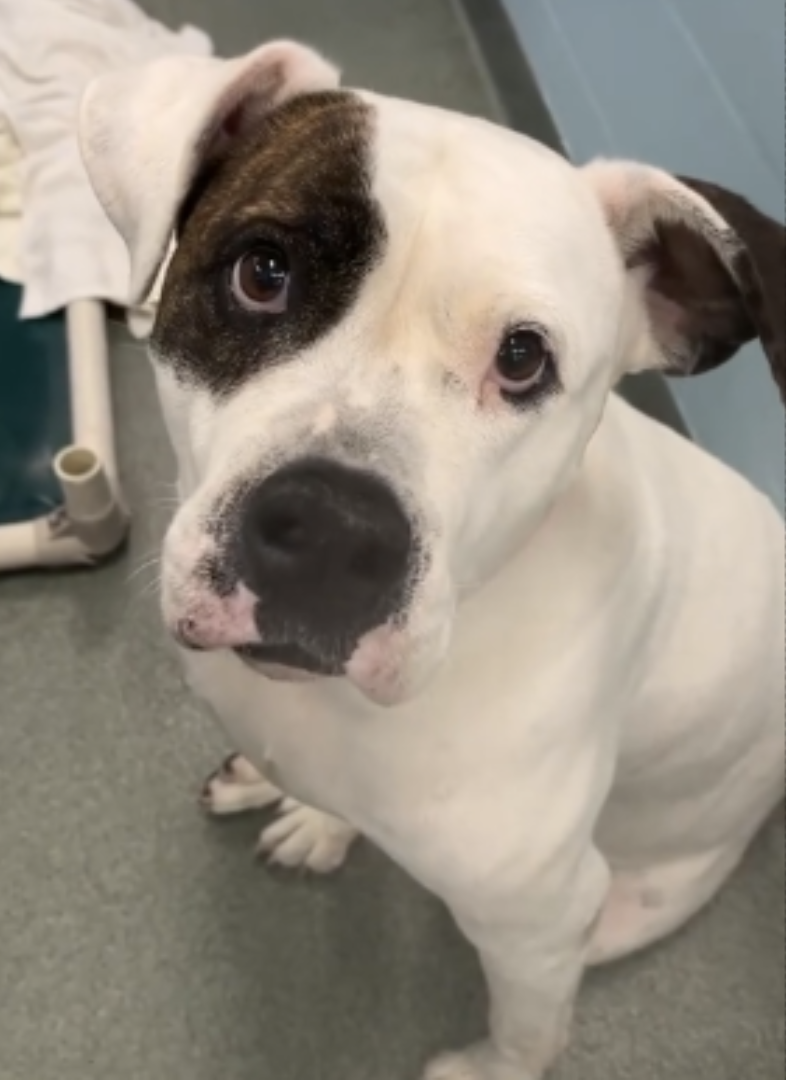 Cardamon - a Bulldog mix in shelter